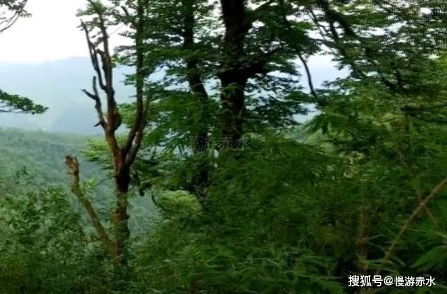 逗小猴开心系列180